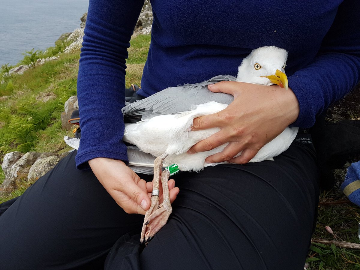 Tash Gillies tweet media