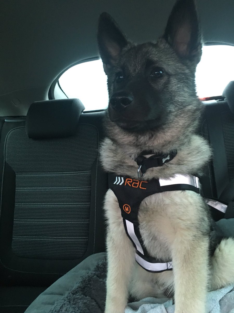 Here’s Loki sporting his new <a href="/TheRAC_UK/">The RAC</a> harness!!