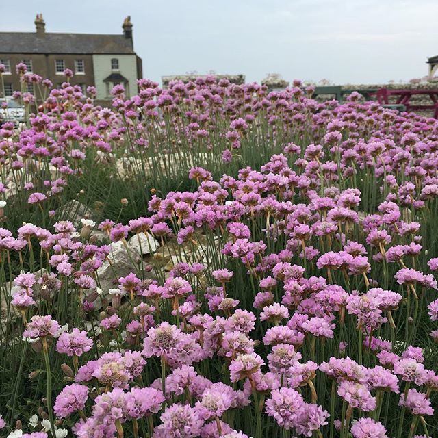 Thrift by the sea #birlinggap #SouthDowns #summer #wildflowergarden