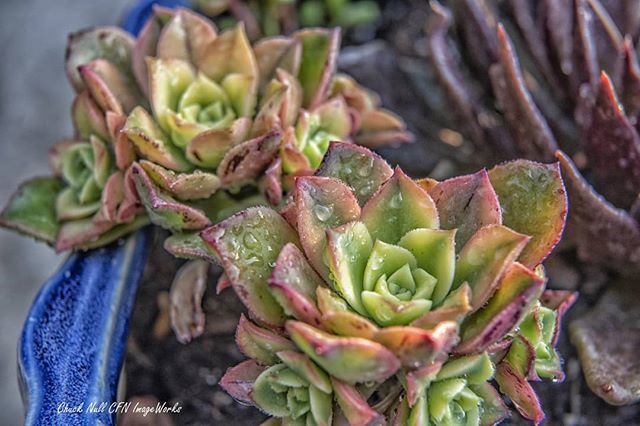 FreeInSoCal's tweet photo. More of Liz's plantings, she is creating beautiful arrangements #cfnimageworks #gardening #nikon #nikfilter #naturephotography #flowerphotography https://t.co/kFQPCVSogT