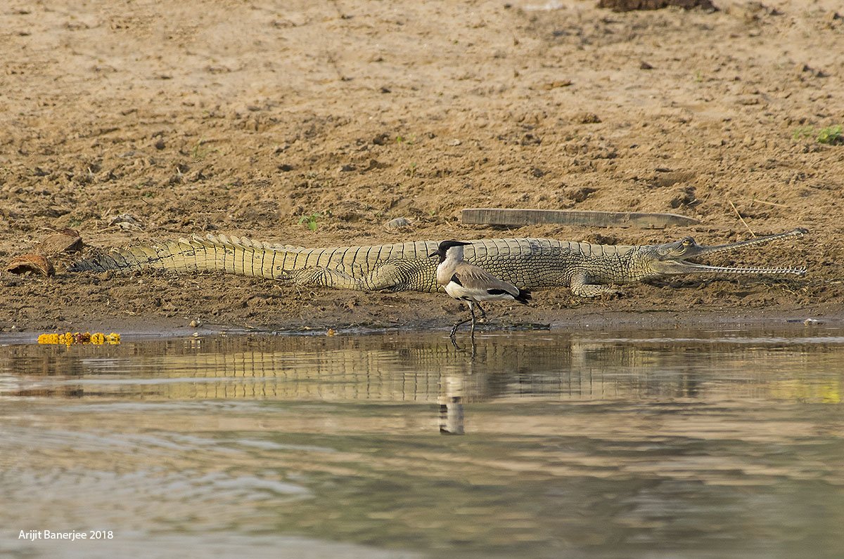 orijeet's tweet photo. The Beauty &amp; the Beast #birding #PENTAX #Chambal #Gharial #Rajasthan #Dholpur #Riverlapwing @my_rajasthan @Avibase @SanctuaryAsia @PENTAXIAN @CNTIndia @NGTIndia https://t.co/pRsO31ZVFy