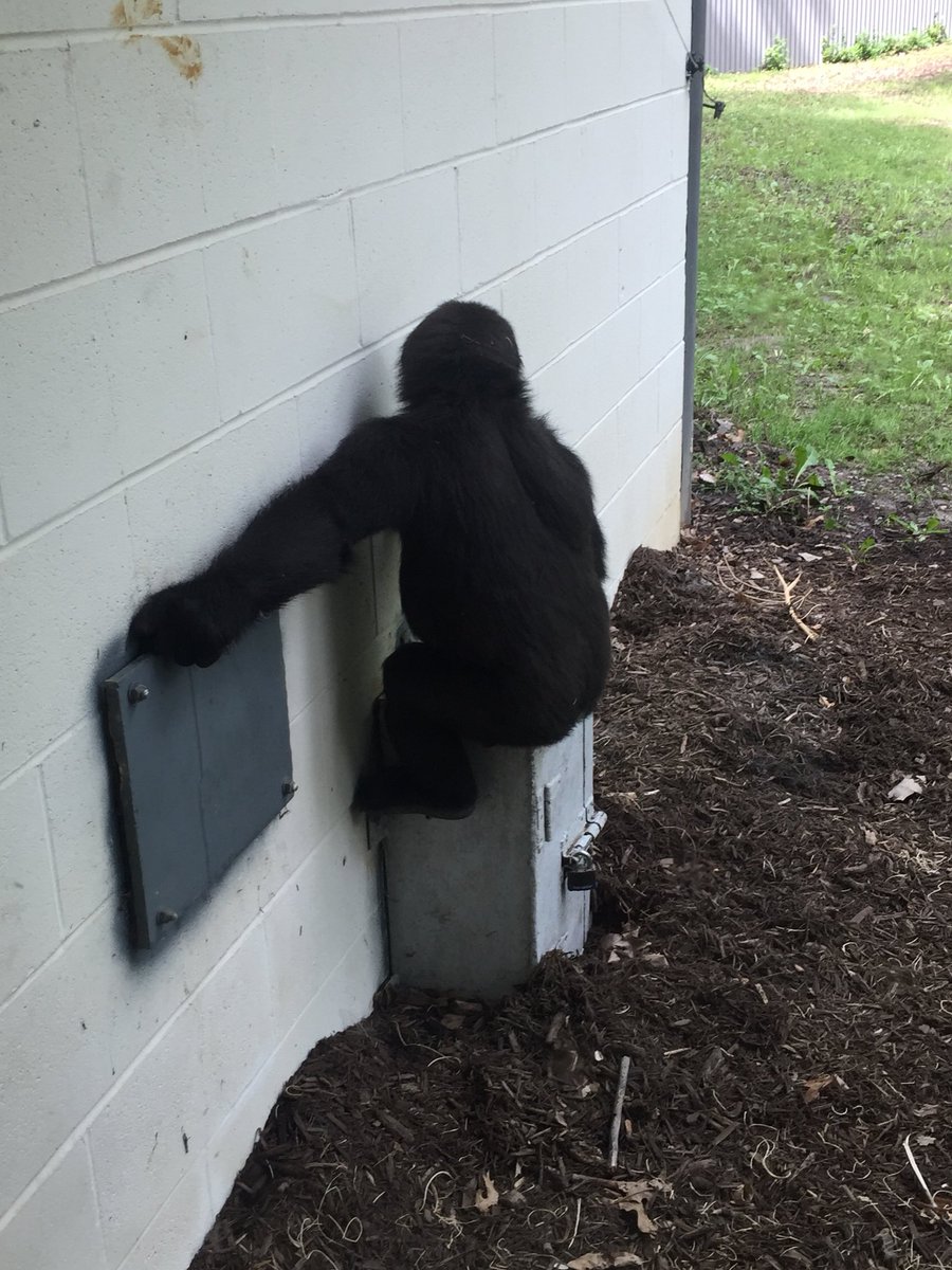 Gorilla's! Happy birthday Masika! #lwlastfriday #lwpawpide <a href="/LWNKCSD/">Linden West NKC</a>