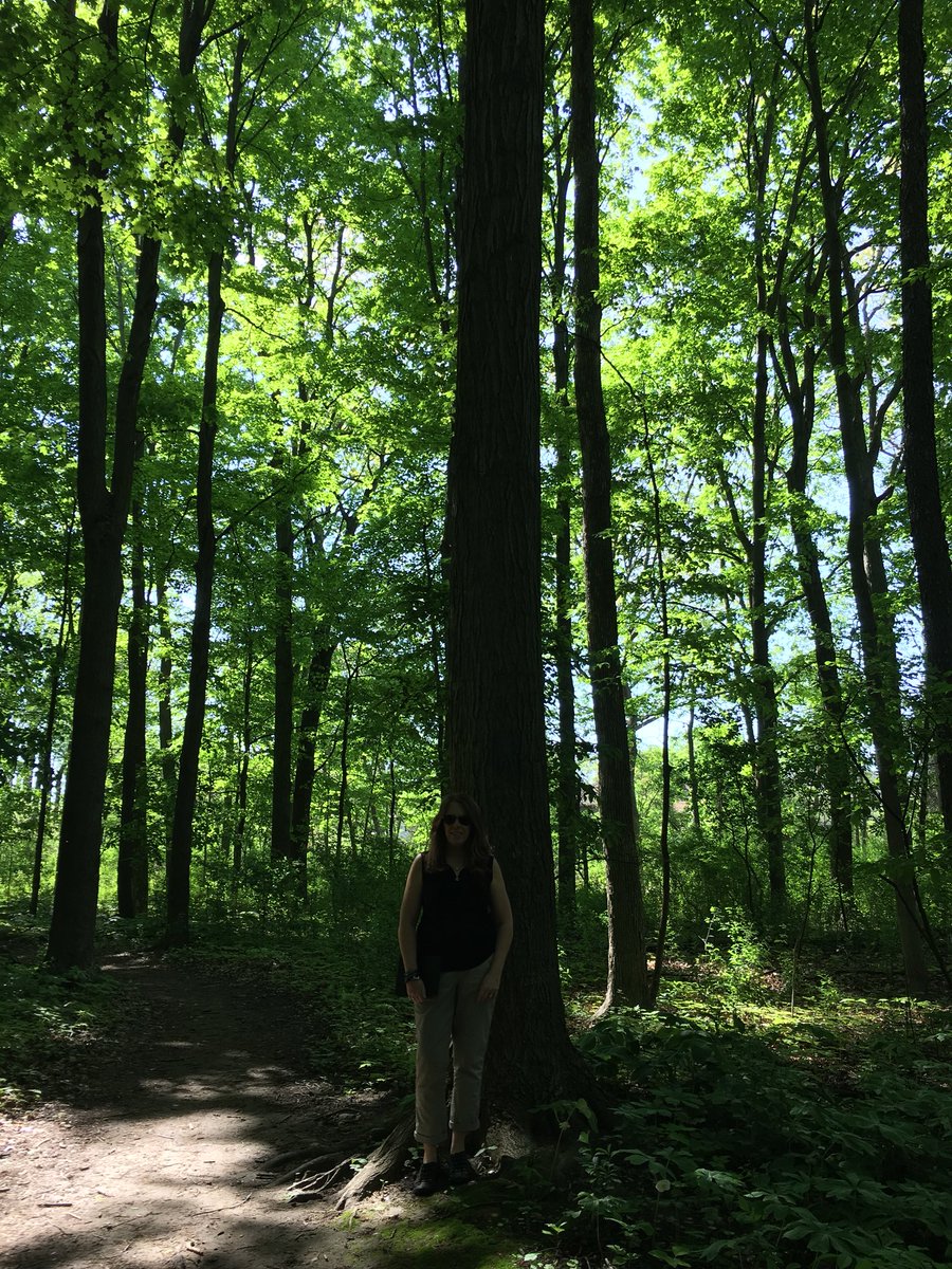 WarkLaurie's tweet image. Estimate the height of this tree. How is @Sheppard1Sheri helping us? #jdpstv #mathtrail #TVDSBmath