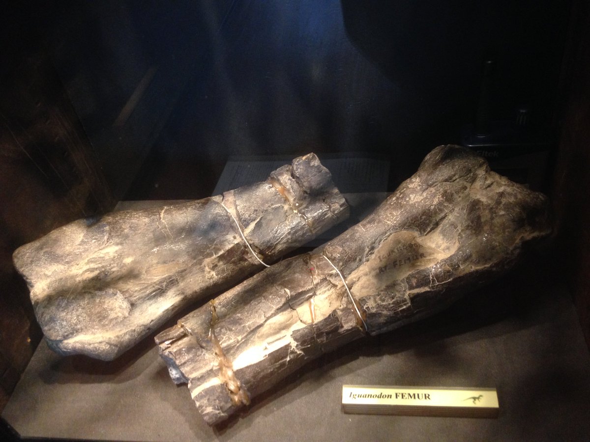 Iguanodon femur bits, <a href="/GrantMuseum/">Grant Museum of Zoology</a> #FossilFriday