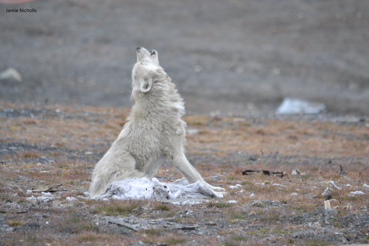 Have you ever heard Wolves howling in the distance? Howls are used as a form of communication among packs. #WildlifeFact