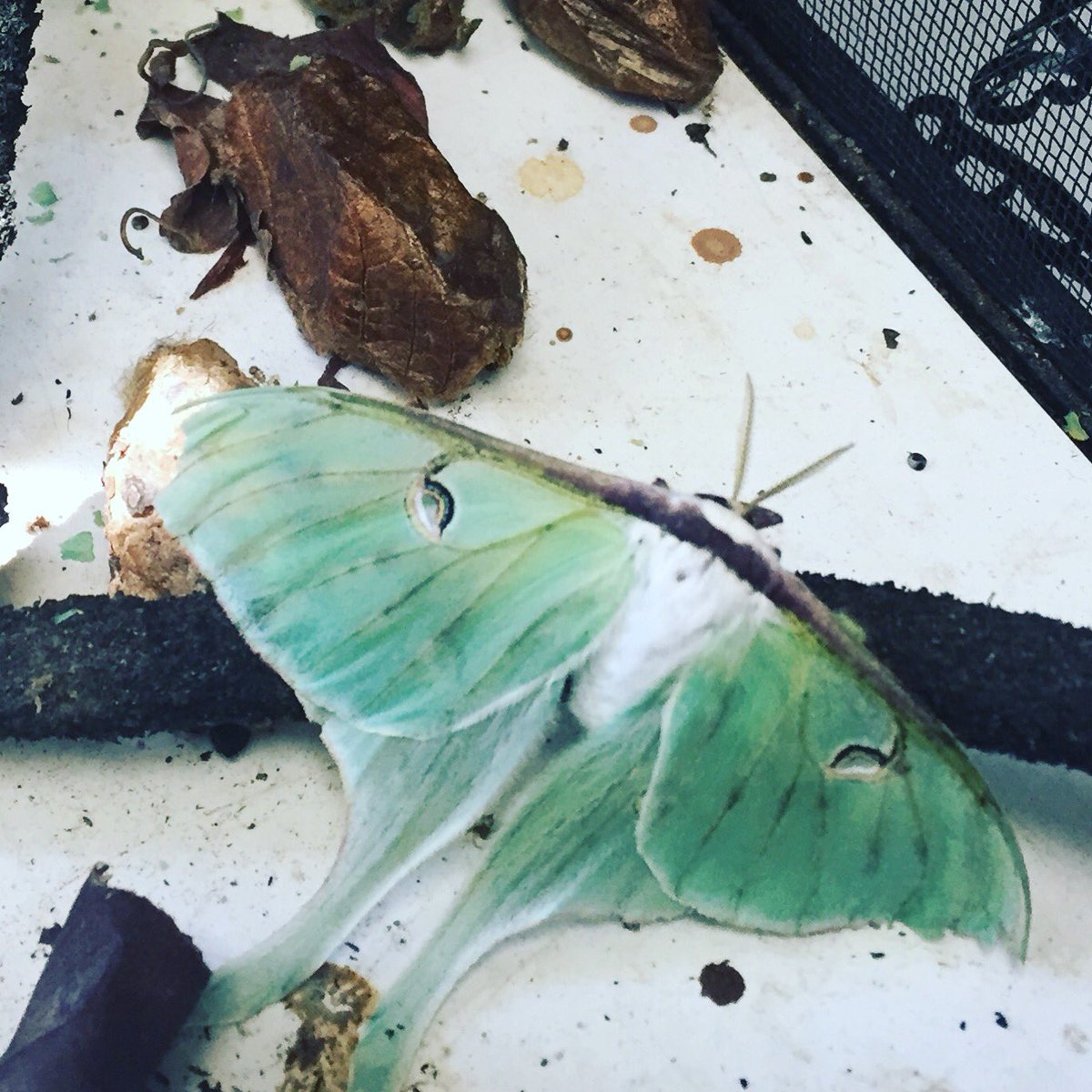 Luna moths’ 400-600 eggs hatch into caterpillars spend weeks eating before making cocoons. Once metamorphosis is complete, adults hatch and have no mouths since all they need to do now is mate and spread their genes. Stop by B333 to see them up close! #CreatureFeatureFriday