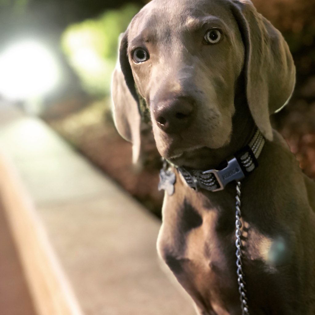 BPReazor's tweet image. @weimaranersofinstagram  Dexter has issues with quality and quantity of treats