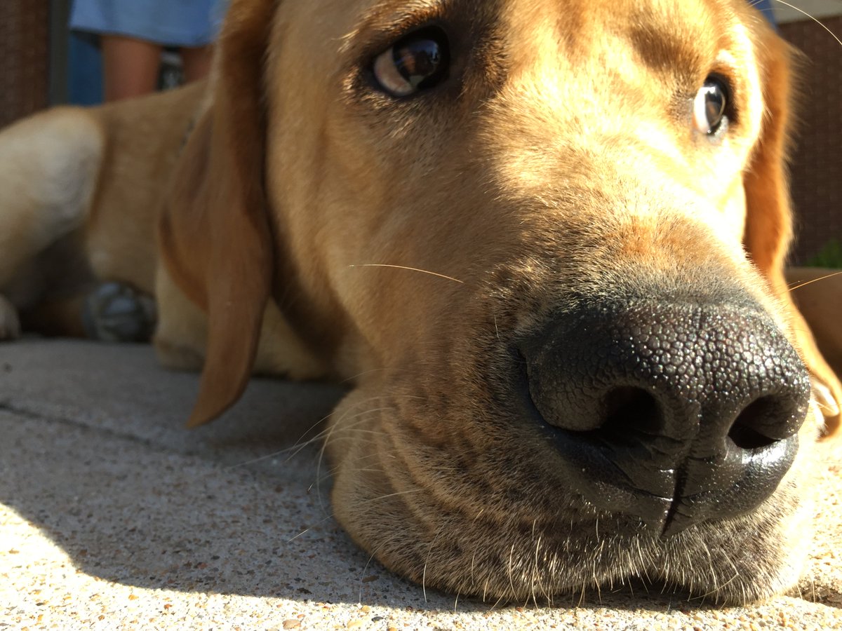 chucklindell's tweet photo. The Austin Animal Center is out of space, particularly for dogs, and is waiving all fees to adopt or reclaim a pet this weekend.
Go get yourself a friend. https://t.co/MlrV8MZIUC