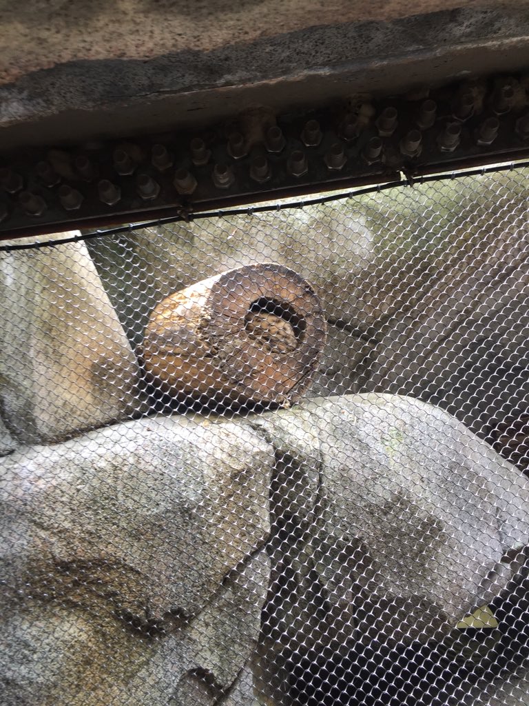 Roar! #LWlastfriday #lwpawpide <a href="/LWNKCSD/">Linden West NKC</a>