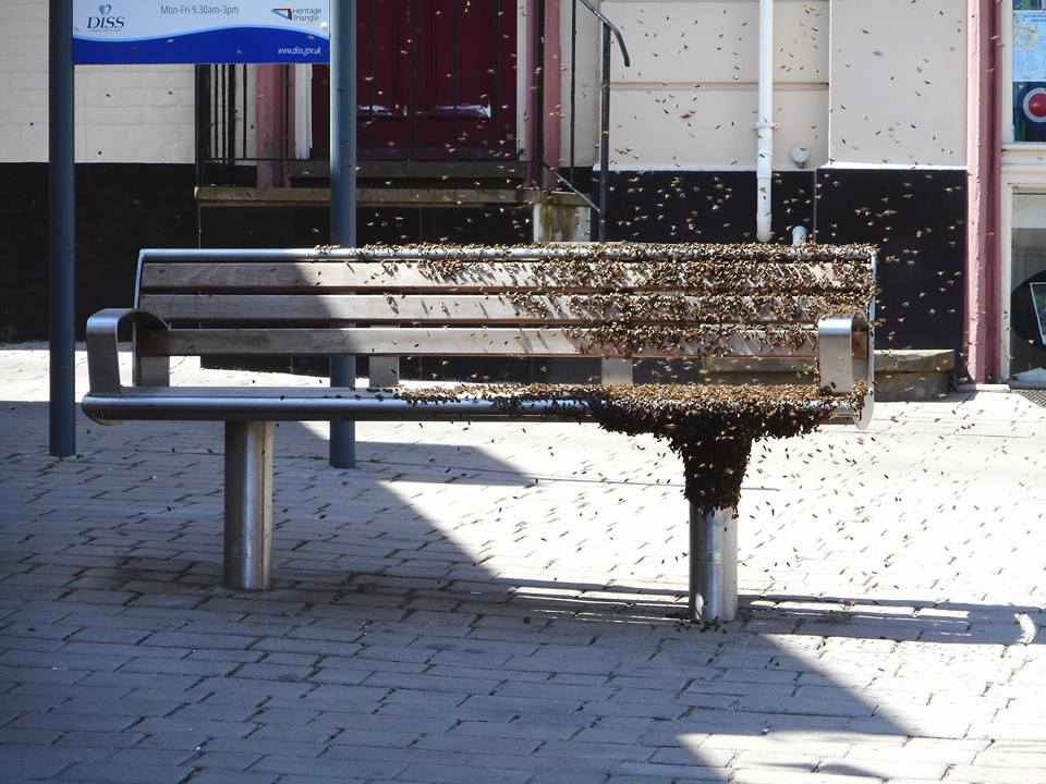 SheilaMossKing's tweet image. We've been doing well with honey bees today @DissHT - they seem to prefer our @HLFEoE funded benches to our new wildlife garden!