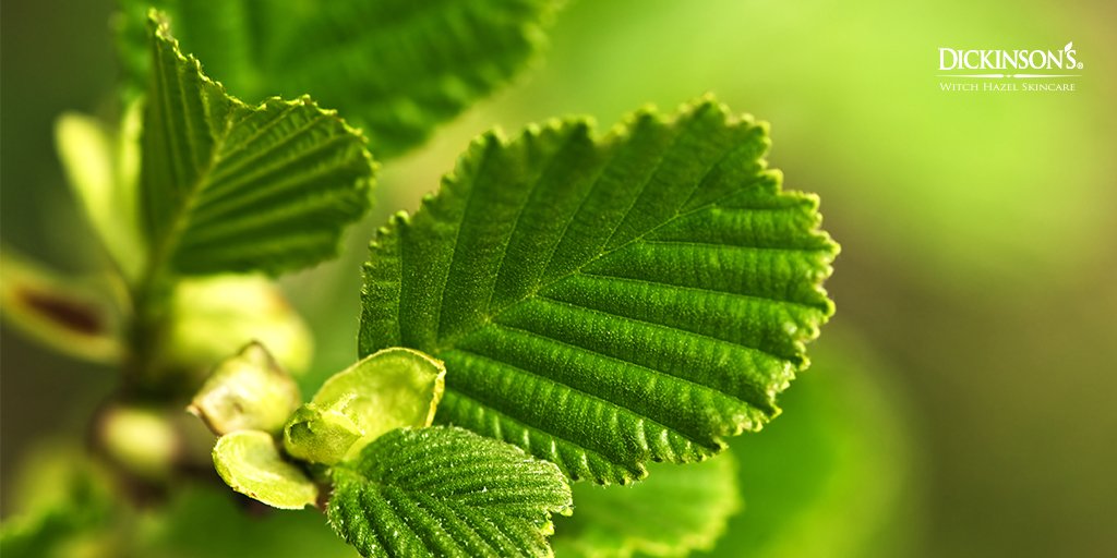 DickinsonBrands's tweet photo. Beauty in its simplest form. #dickinsonswitchhazel #witchhazel #realwitchhazel #cleansetonerefresh #springradiance #100%witchhazel #1stingredient #beautyofnature #beautiful #beautifulview #beautifulnature #beautifulphoto #instagood #picoftheday #nature #nofilter #madeintheusa https://t.co/u7TN77FYqX