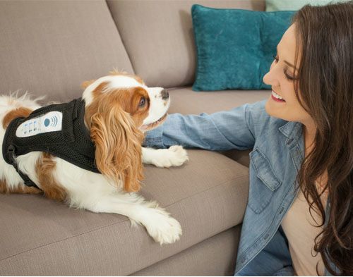 CalmzPet's tweet photo. With the Memorial Day holiday right around the corner, it's important to prep your pets for any potential situation that can cause anxiety. Read more: https://t.co/nxGKXNiRFc #calmz #doganxiety https://t.co/hcKgOUxjeP