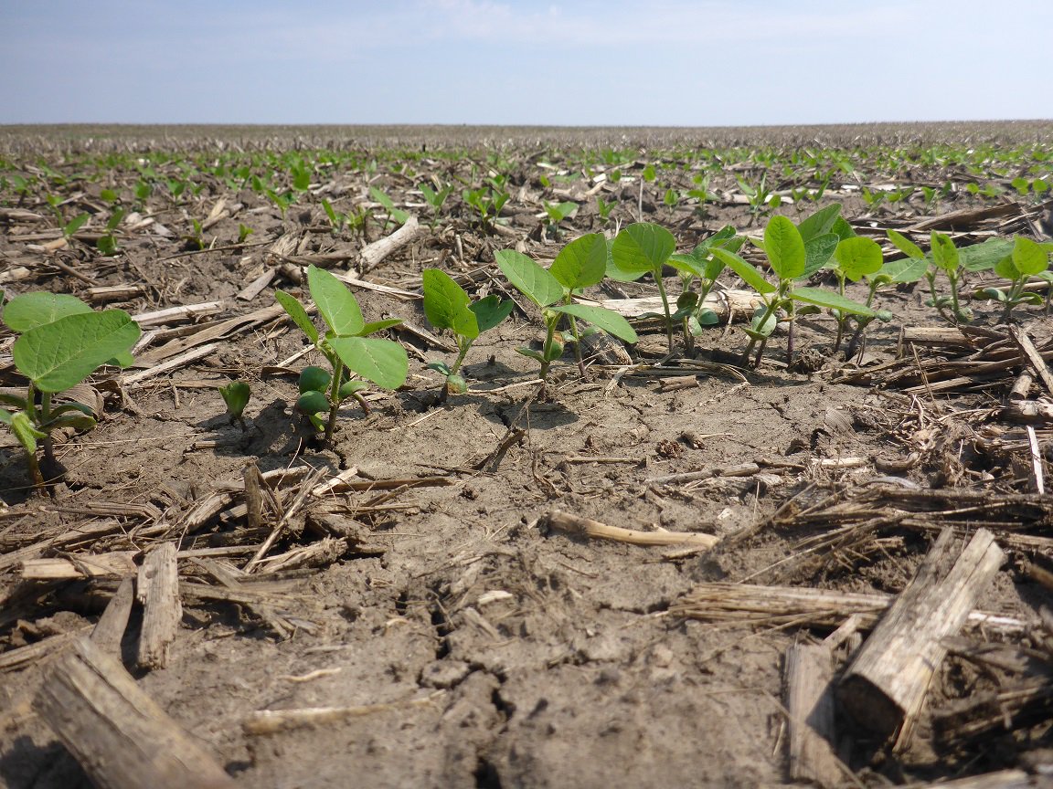 OnFarmNetworkIA's tweet photo. Our #NemaStrike trials are off to the races in Southern Iowa! Learn more about our research here https://t.co/qUK7PFZTs7 #grow18 #research18 https://t.co/QskqAW61T7