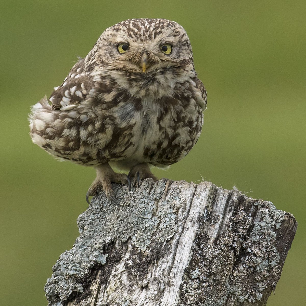 degsy_safc's tweet photo. Saw this little fella last year at a new site in Weardale and haven't seen him since until this morning - seemed to be quite chilled out as i approached in the #autohide - let me get a canny few shots before he moved to a different post. https://t.co/D0HjBNt0gy