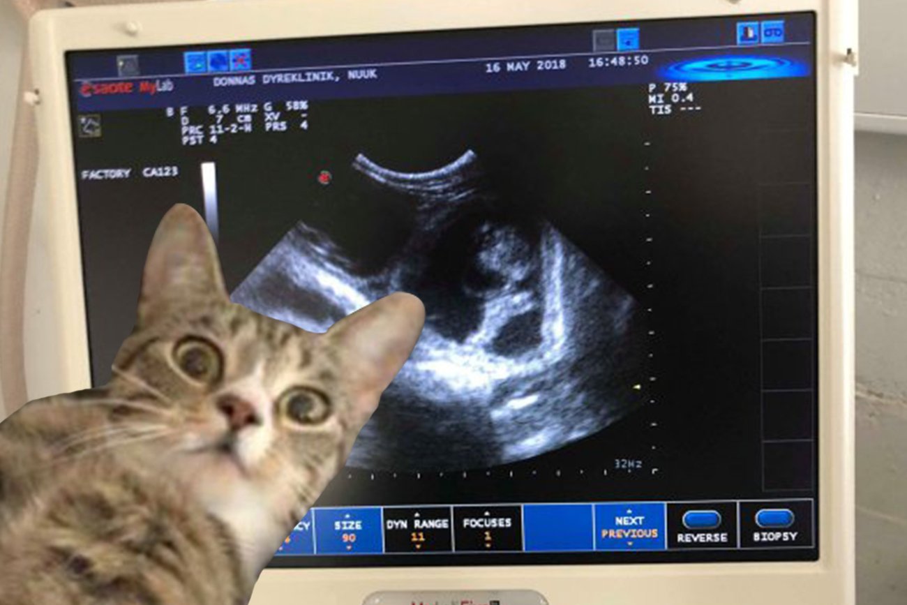 А ещё она кошка и это новый мем

https://t.co/yhlFWwhWrD” .