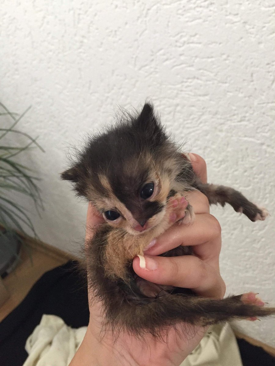 MerdanaP's tweet image. Sie heisst Pufna , heute hat Sie 24 Tage, seit sechstem tag ist Sie ohne Mutter aber wir haben es geschaft sie am Leben zu erhalten 😁💝💝💝💝💖