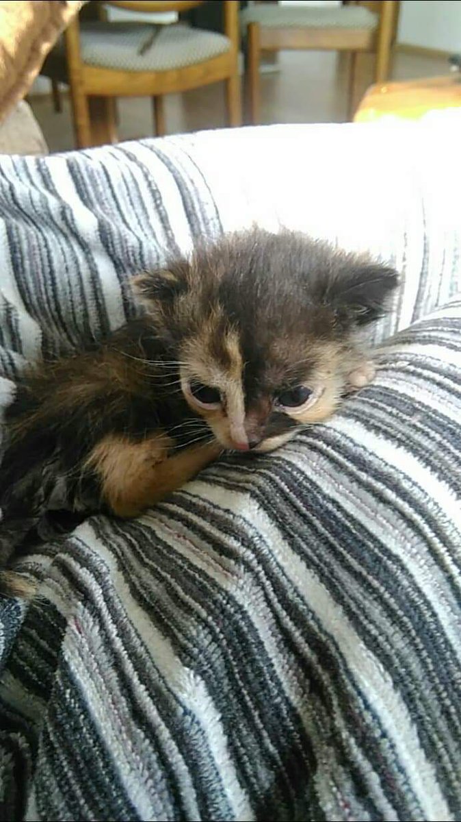 MerdanaP's tweet image. Sie heisst Pufna , heute hat Sie 24 Tage, seit sechstem tag ist Sie ohne Mutter aber wir haben es geschaft sie am Leben zu erhalten 😁💝💝💝💝💖