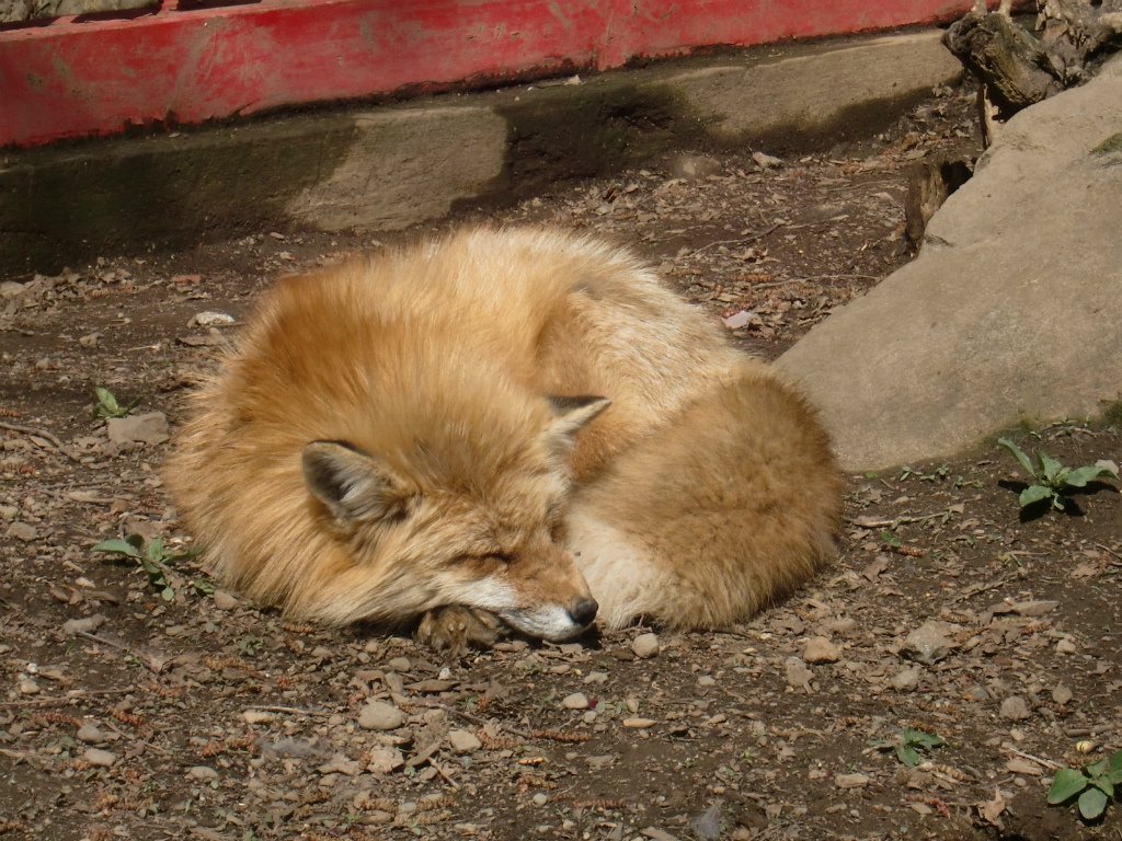 キツネ画像bot (@fox_mods) on Twitter photo 
