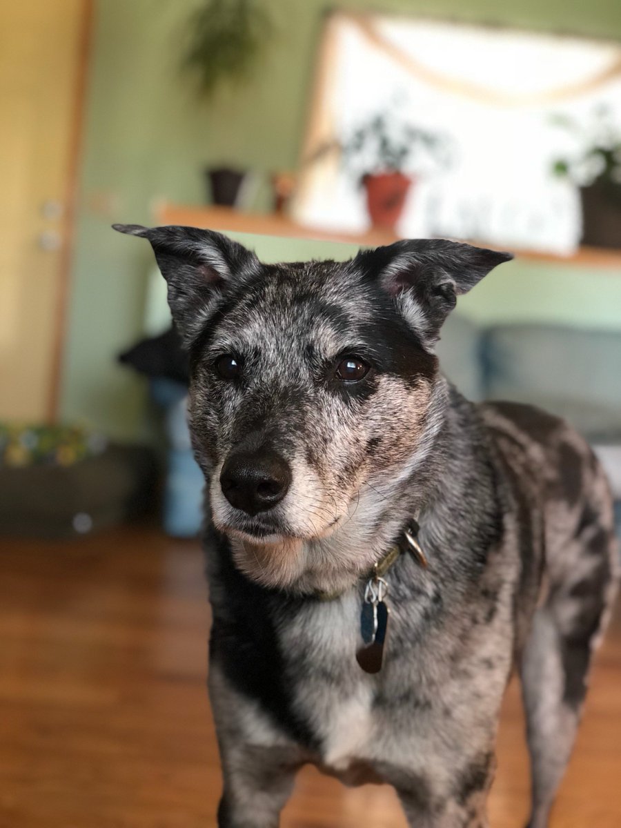 comixdog tweet picture