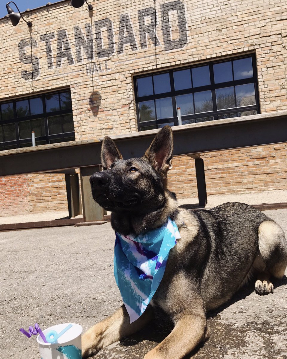 We are pawsitive this holiday weekend will be one fur the books! ☀️