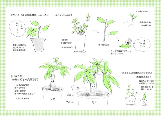 ぴょんぬりガーデンの5月 