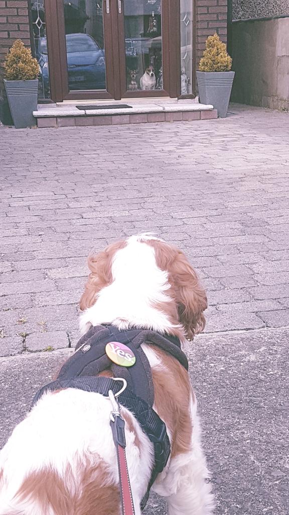 #dogstogether4yes in Dublin Mid West not taking any chances with a last big push  for yes ....get out and vote #Repealthe8th #VoteYes #TogetherForYes #pawsforta #dogsatpollingstations
