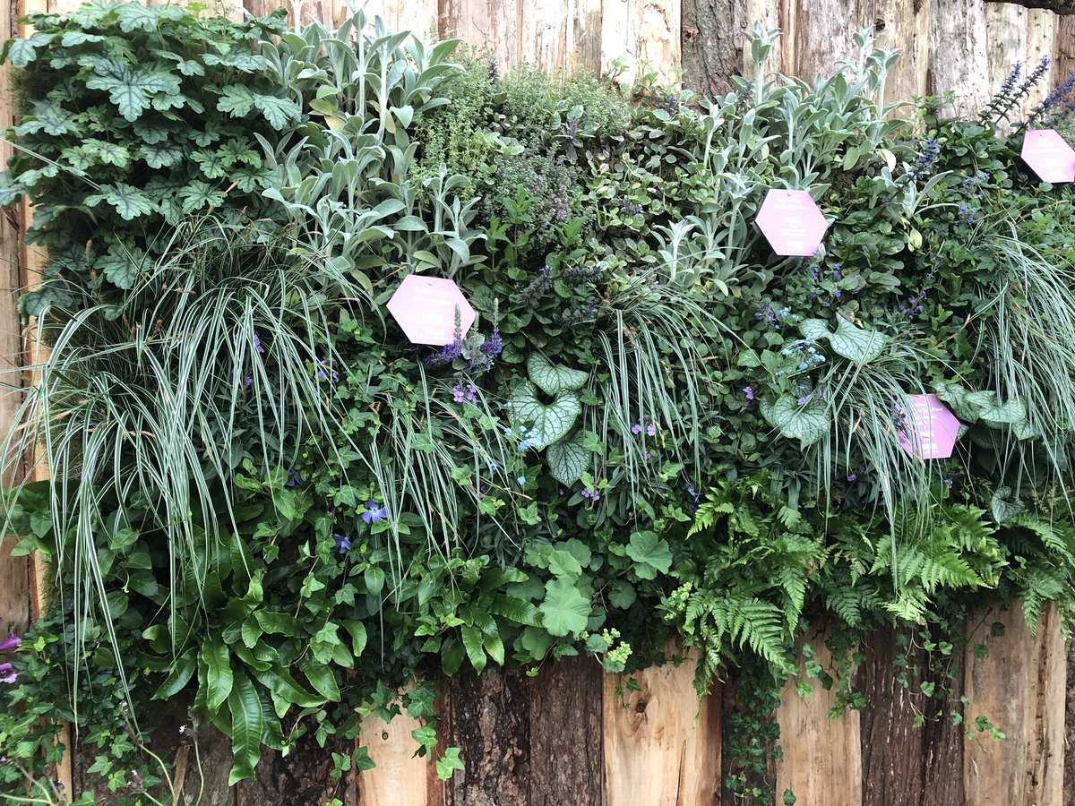 LoopyLou44's tweet image. I think that one of my favourite things at #RHSChelsea2018 (there were many) were the wall gardens. I’ve got my herbs in a wall planter but I may expand! This was on the #growinghealth stand