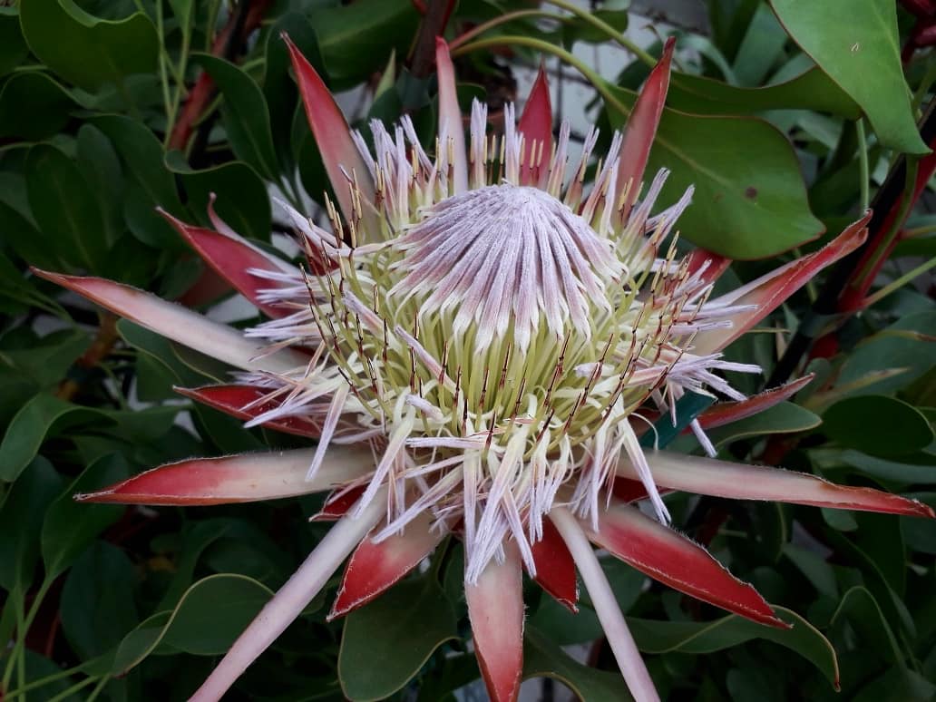 NumenMachine's tweet photo. Protea Cynaroides, 'Little Prince' 🌱
#GardenersWorld What an unusual flower! 🌺 #protea #Flowers #gardening #exoticplants #cynaroides https://t.co/dchvNbOzIs