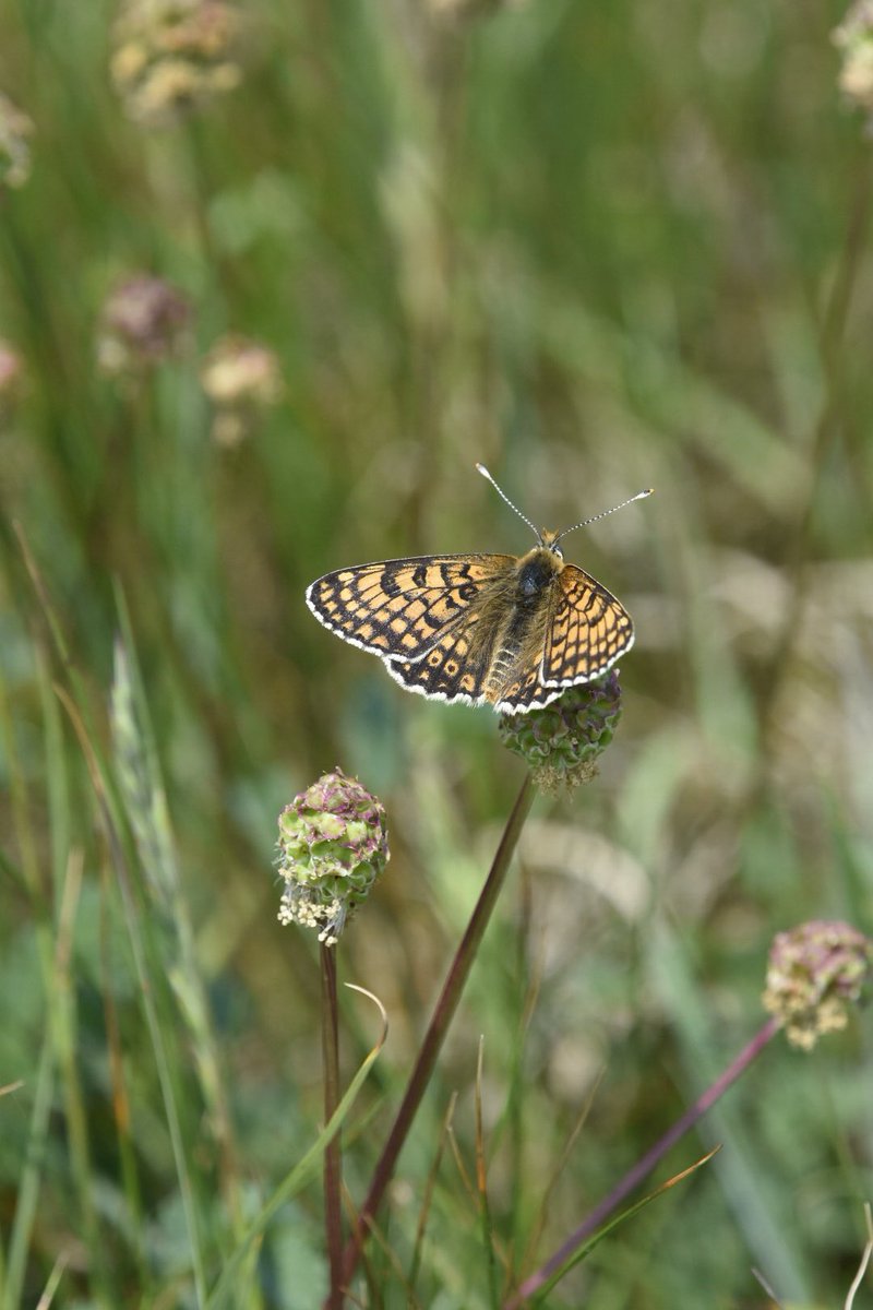 Beat the Bank Holiday madness, fantastic day on #IsleofWhite enjoying the butterflies and our first Glanville Fritillary