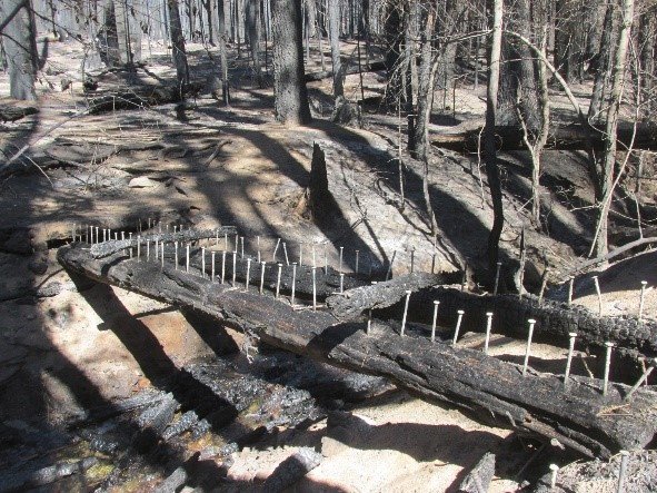 SNOnews's tweet photo. Damage from last year's Railroad Fire forces the closure of the Shadow of the Giants trail at #NelderGrove near #Yosemite. @Sierra_NF https://t.co/8XCXFHGcsm https://t.co/0W2gmlcxOt