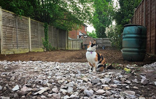 fsanderson240's tweet photo. Just checking out how the work on the garden is going... #binxthecat #halfandhalffacedcat #binx #catsofinstagram #catoftheday #gardenwork #gardenrenovation #justintimeforsummer #tw #itsgettingthere #superexcited #cantwaitforthebbqs https://t.co/5DneOtFZqN