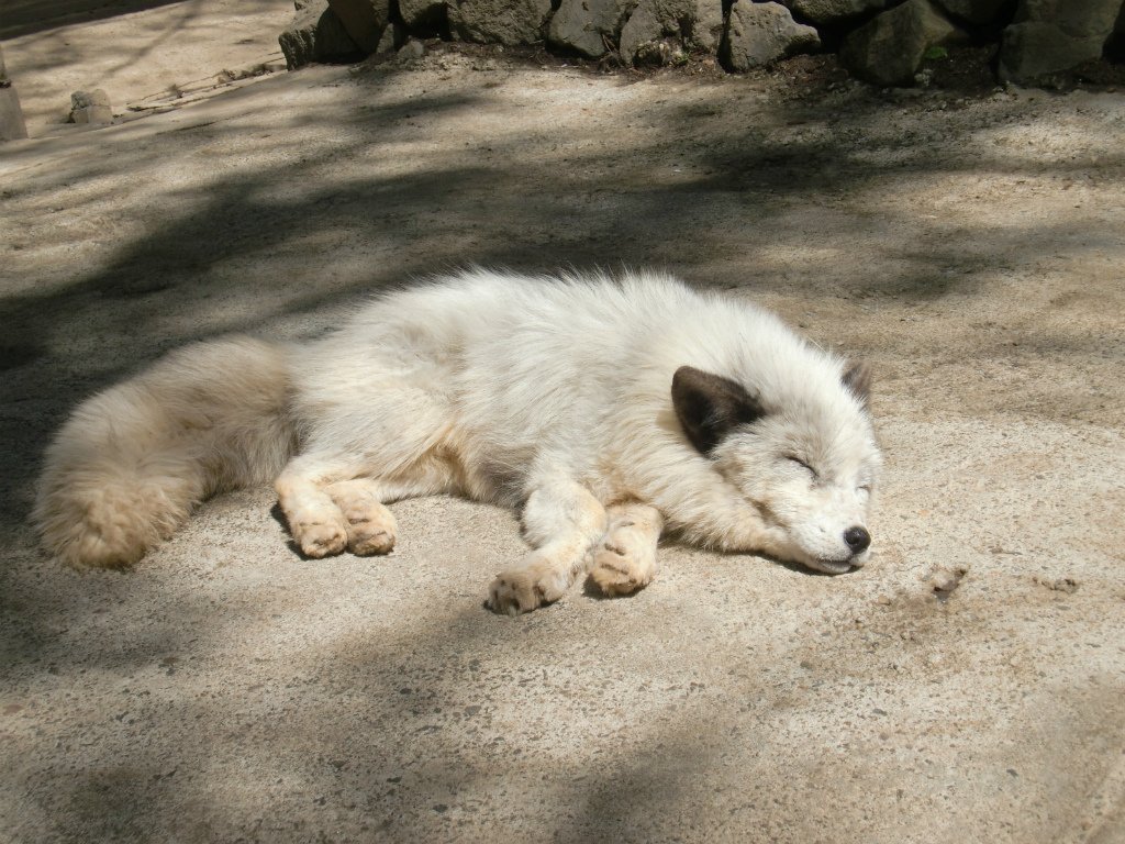 キツネ画像bot (@fox_mods) on Twitter photo 