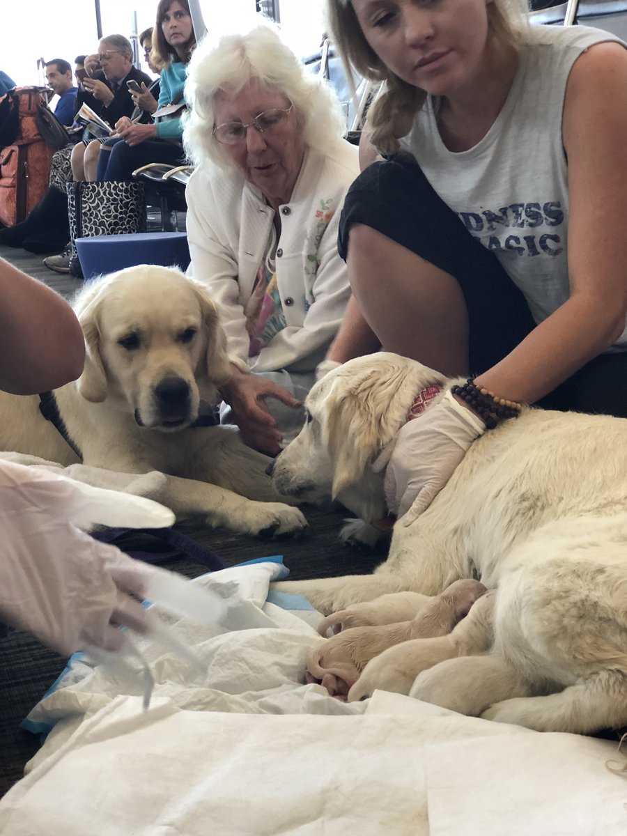 FlyTPA's tweet photo. Ruff day for this mama at Gate F80! With the help of ARFF paramedics, service dog Eleanor Rigby just delivered 8 pups -7 males, 1 female. https://t.co/kiijFz0FBq