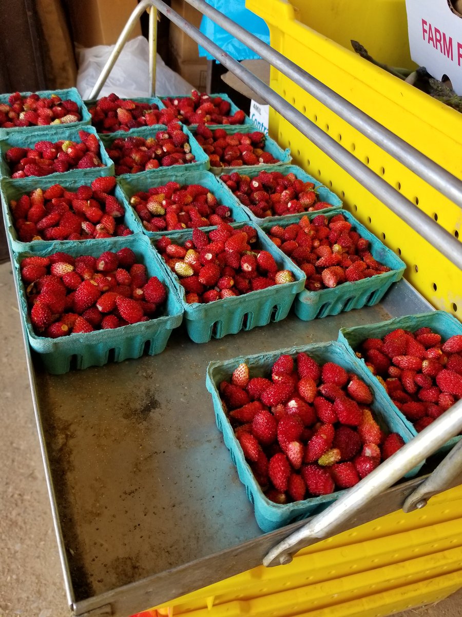 cherrylanefarms's tweet photo. First of the season French Alpine #strawberries for @UnSqGreenmarket Saturday @cherrylanefarms https://t.co/ZAkQhI7Gw8