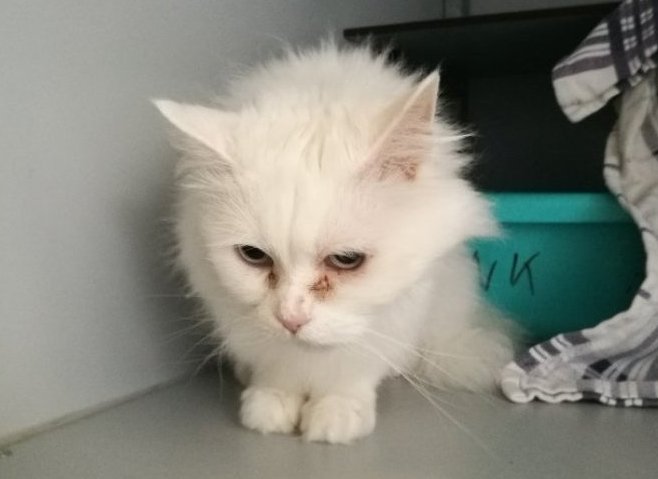 ZuidHolland #Rotterdam Papegaaistraat, kat #gevonden, 25/5/18, WIT, LANGHAAR, poes heeft CHIP, eigenaar nog niet bekend mijndieriszoek.dierenbescherming.nl/help-mijn-dier…
