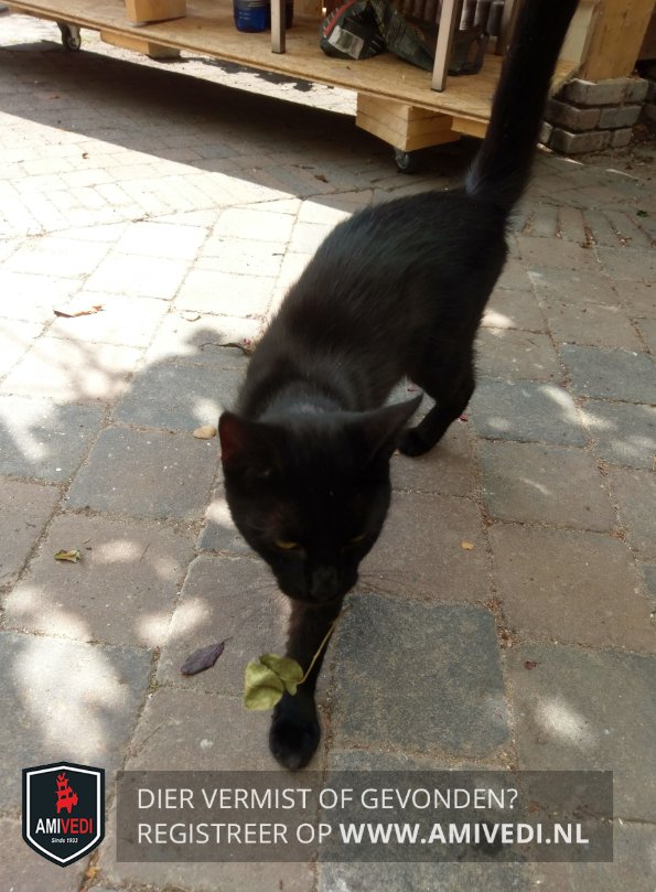 Gelderland #Nijkerk OudeBarneveldseweg, kat gevonden, ZWART, bruine ogen, 25/5/18, blijft miauwen ! Loopt blijkbaar nog buiten, ziet er mager uit amivedi.nl/detail/?meldin…