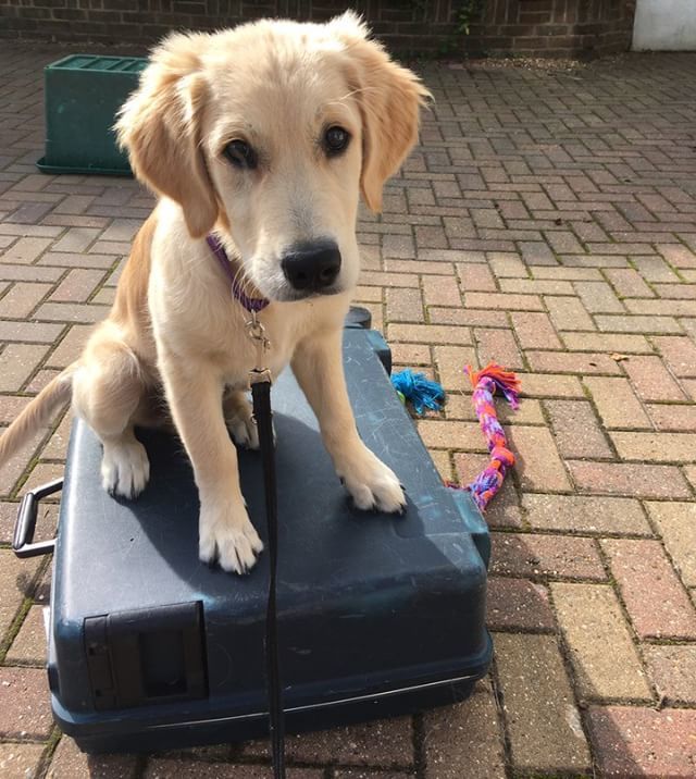 You're not going without me, I'm too cute!
Repost @caninepartnersuk
.
.
.
#puppiesofinsta #puppy #labradorpupppy #caninepartnersuk #fridaypuppyfix #instagood #labsofinsta #labradorable #puppyintraining #mikkipetuk ift.tt/2KWvP8X