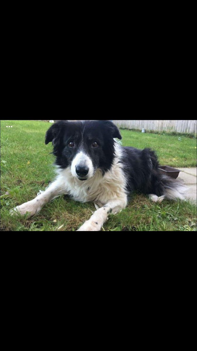 IvanhoeCC's tweet photo. RIP Wellington!! You were quite simply a proper cricket dog!! #redpaws #lovedabark #properdog https://t.co/pMSj4eqZh5