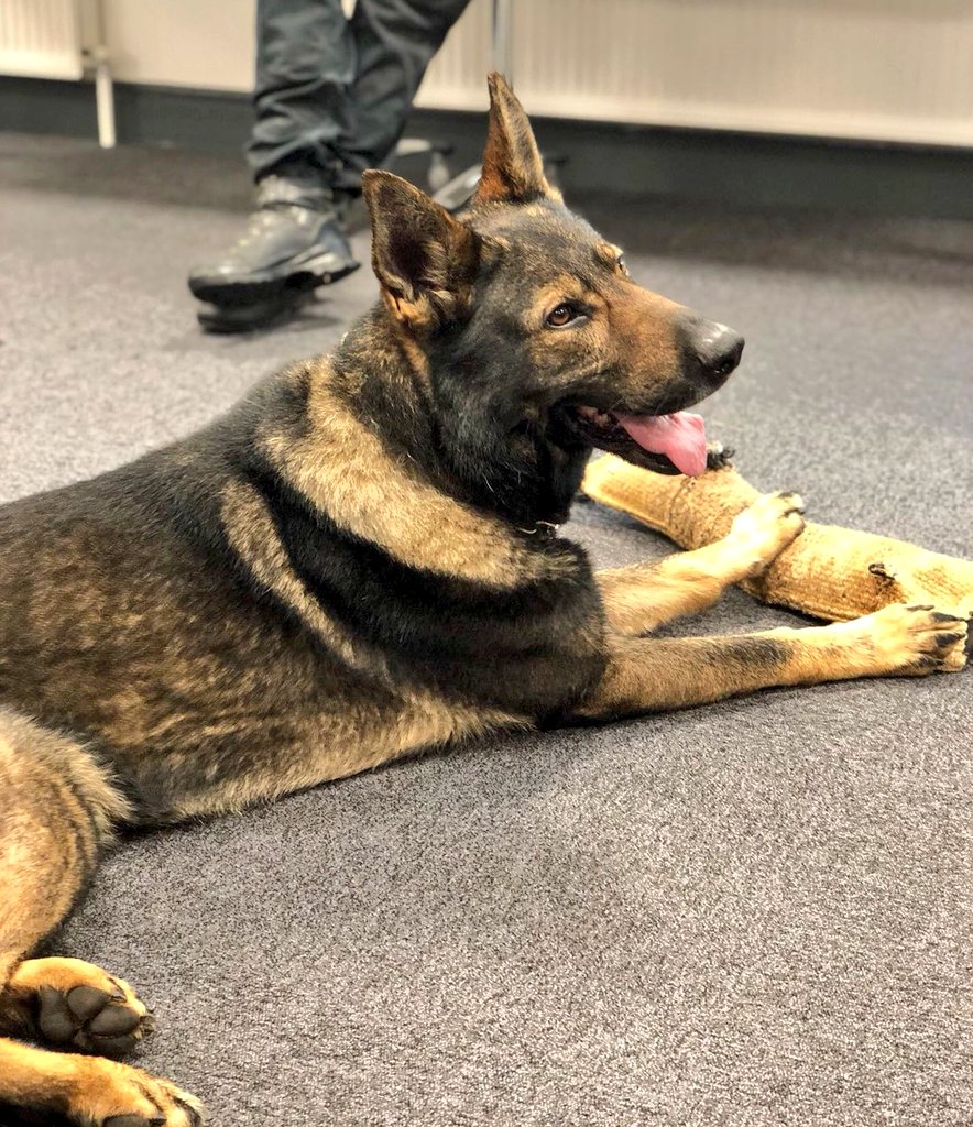 NYP_Training's tweet photo. Today our student officers had inputs from @NYPFirearmsUnit and @NYPDogSection. The students learnt about the different specialisms within each section and how they are utilised across @NYorksPolice. #passion #enthusiasim #Policedogs #learning #lovemyjob #PDThor #PDMeg https://t.co/7tB7Auyufo