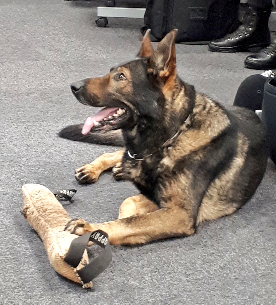 NYP_Training's tweet photo. Today our student officers had inputs from @NYPFirearmsUnit and @NYPDogSection. The students learnt about the different specialisms within each section and how they are utilised across @NYorksPolice. #passion #enthusiasim #Policedogs #learning #lovemyjob #PDThor #PDMeg https://t.co/7tB7Auyufo