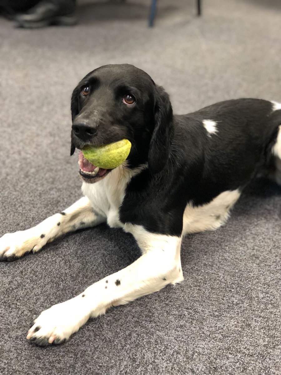 NYP_Training's tweet photo. Today our student officers had inputs from @NYPFirearmsUnit and @NYPDogSection. The students learnt about the different specialisms within each section and how they are utilised across @NYorksPolice. #passion #enthusiasim #Policedogs #learning #lovemyjob #PDThor #PDMeg https://t.co/7tB7Auyufo