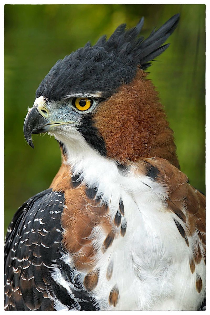 Veroniqueaubois در توییتر Flashback Friday Ornate Hawk Eagle Sandiegozoo Sandiegozoo Hawks Hawkeagle Eagle Birds Raptors Flashbackfriday C Veronique Aubois T Co Ptt5tqgv4s