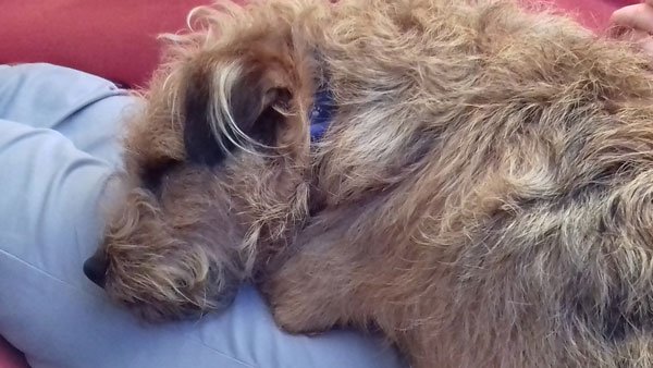 freddy_terrier's tweet photo. So tired of #GDPR emails https://t.co/xNKHYxjZdV