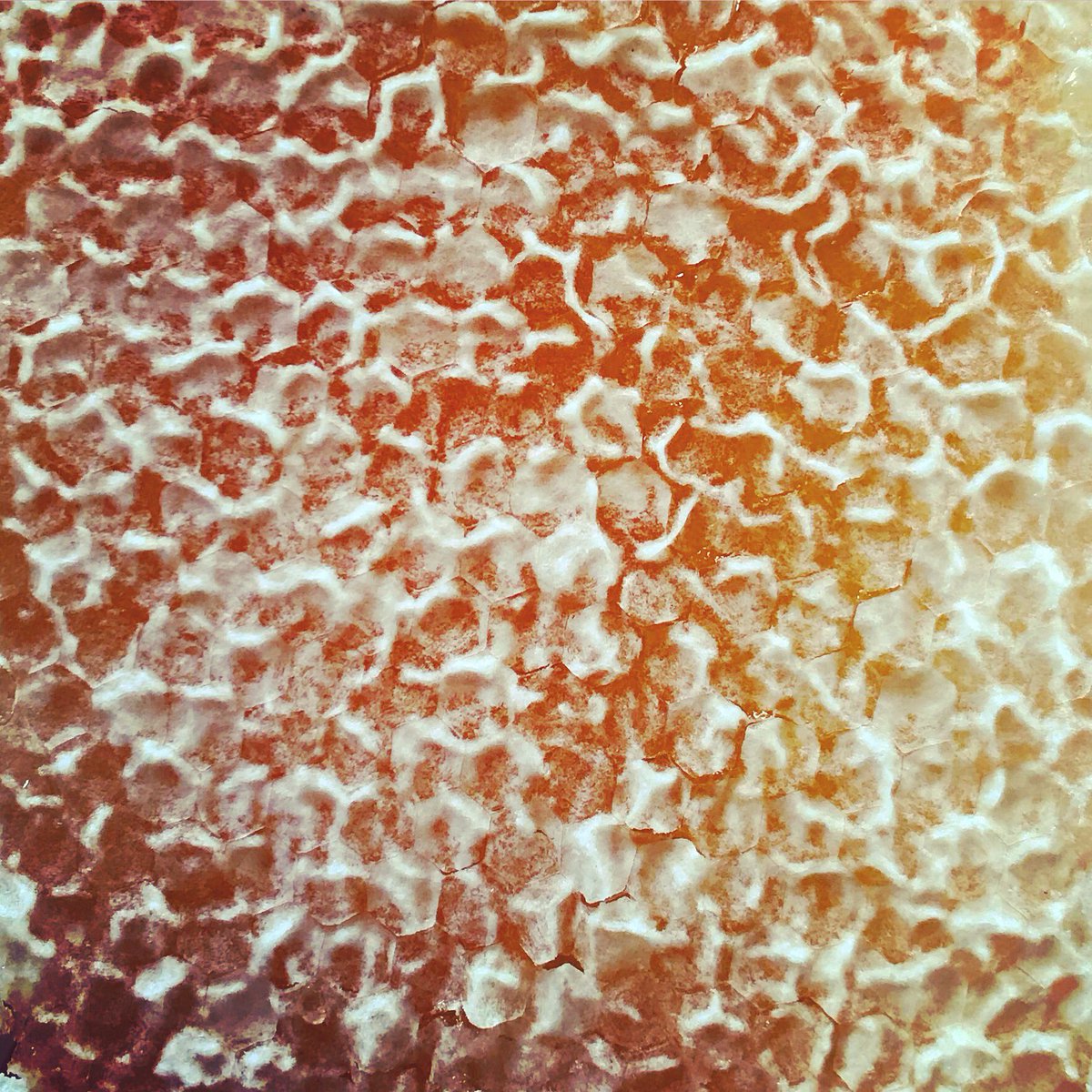 Use SPRINGSPRUNG2018 10% off Alaska Food Hub order! This week we have eggs &amp; HONEYCOMB! 😍 

AlaskaFoodHub.localfoodmarketplace.com