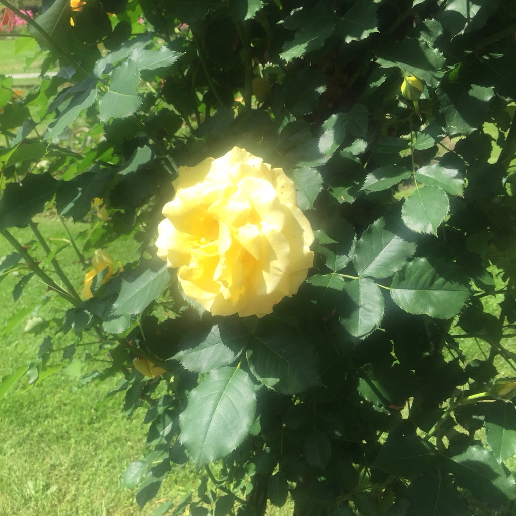 Cry_LAROSSA's tweet photo. #VillaPallavicino #25May #Stresa #MajorLake #Flowers #Colours https://t.co/AisuogWcQk