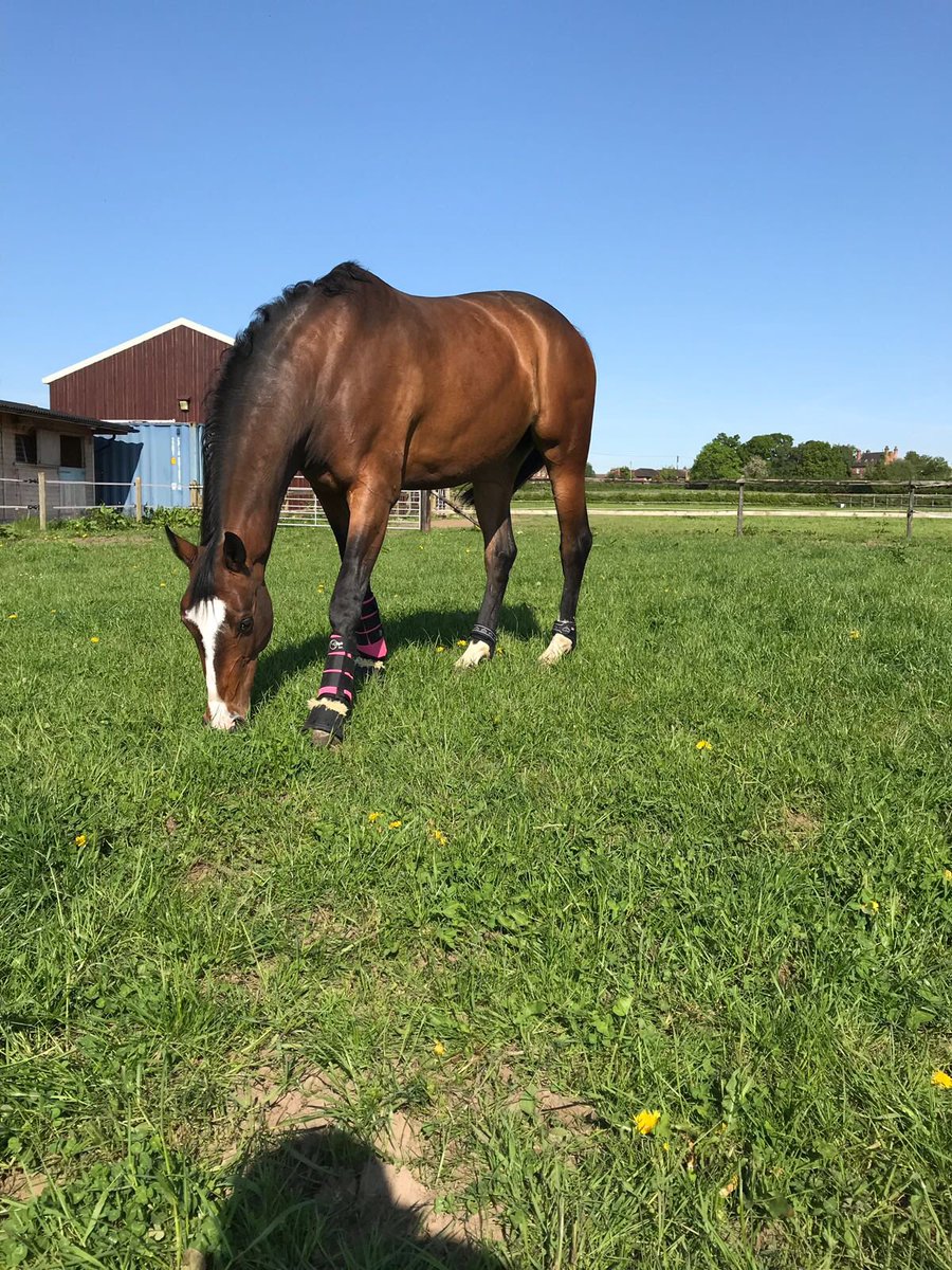ClaireDeuten's tweet photo. Fado looking incredible after her time out! Can’t wait to get this lovely #mare back out #Eventing #gaintheadvantage @GAINEquine has been the reason why she has kept so much #muscle &amp; #condition #results #feed2win https://t.co/EYh8It91P9