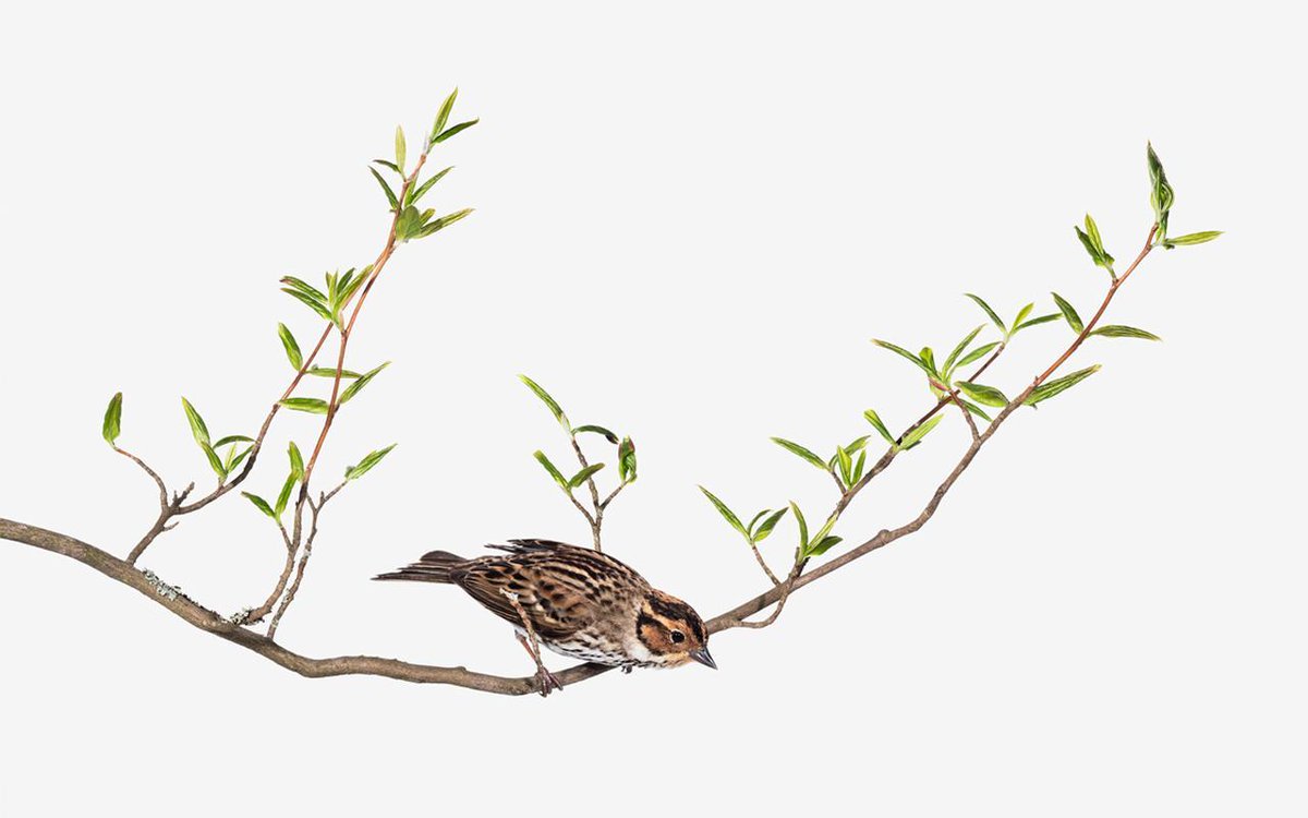 Mercoledì 30 maggio inaugura alla galleria <a href="/FB/">FB</a>[174913275893175] di Modena la mostra fotografica di Sanna Kannisto ✨ bit.ly/2kuysnj