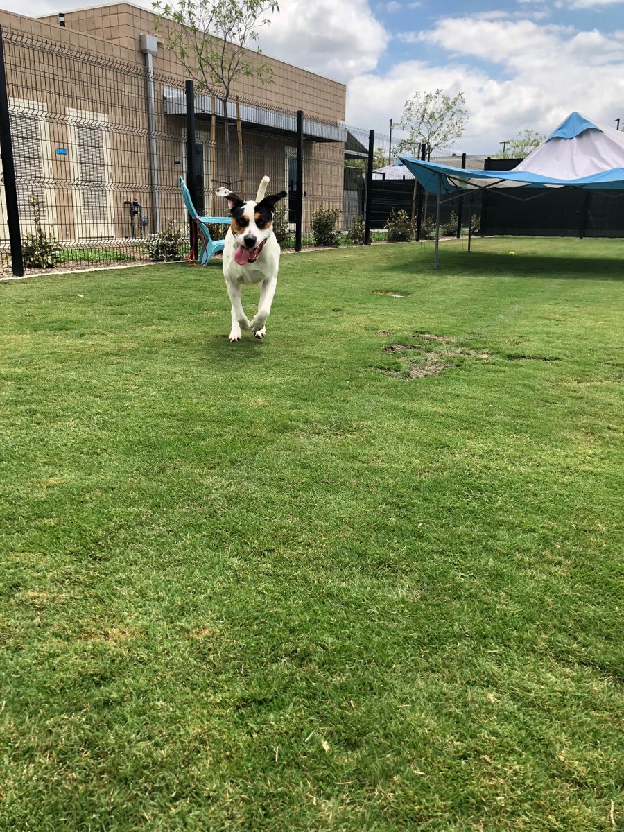 OCAnimalCare's tweet photo. Meet our #FurryFeature Hamlet! He is super excited about Memorial Day Weekend and all the adoptions that he wanted to wear some wings for the occasion! He is such a sweetheart and would love to get some love and playtime with you! https://t.co/eGU9Tga8Gv