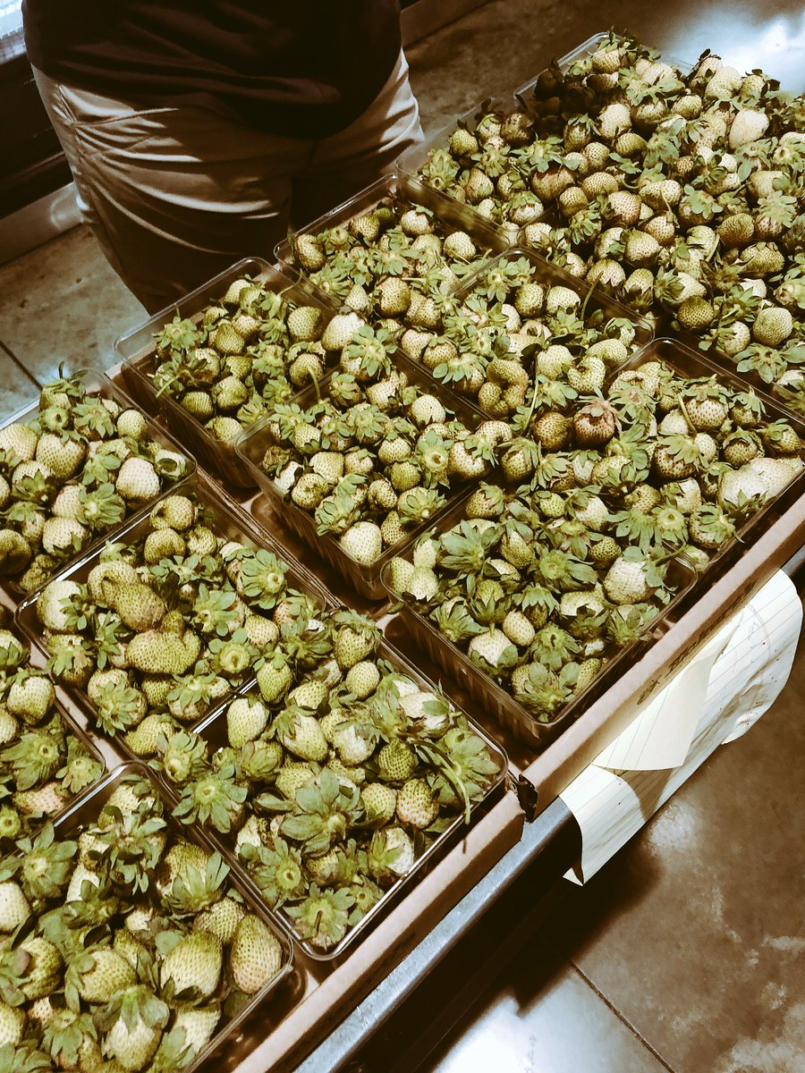 Green strawberries are headed to @STLGrace, @GuerrillaStreet, @SardellaOsteria and @Shawshas. What would you do with a green strawberry? #STLStrawberries #GreenStrawberries