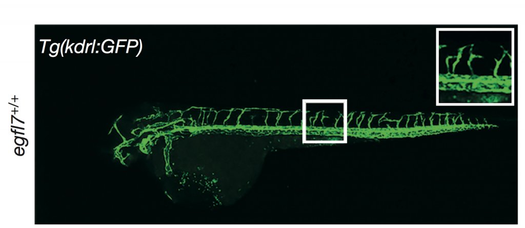 read molecular and cellular mechanisms of antibody activity